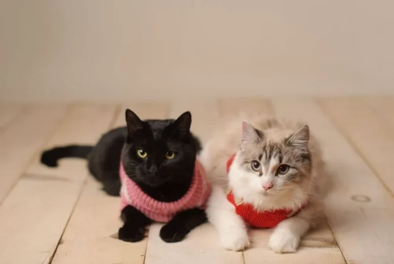 An Overview on Making Cat Clothing: An Overview to Well Dressed Cats