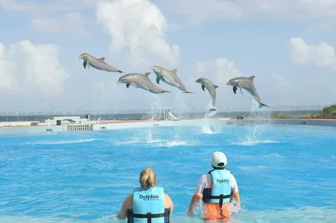 Dolphin Discovery: Unforgettable Marine Experiences and the Magic of Dolphin Interactions